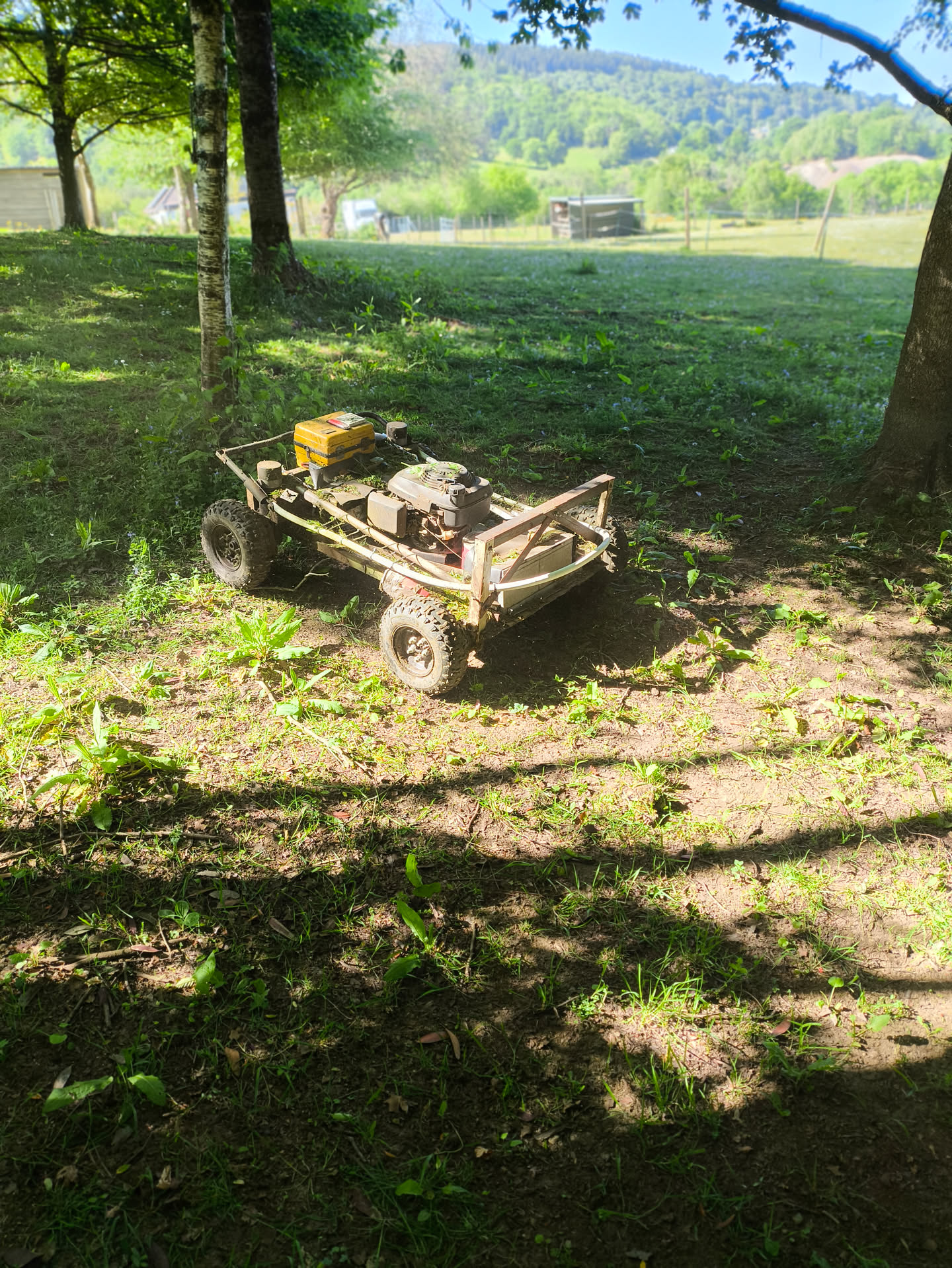 Lurking in the trees